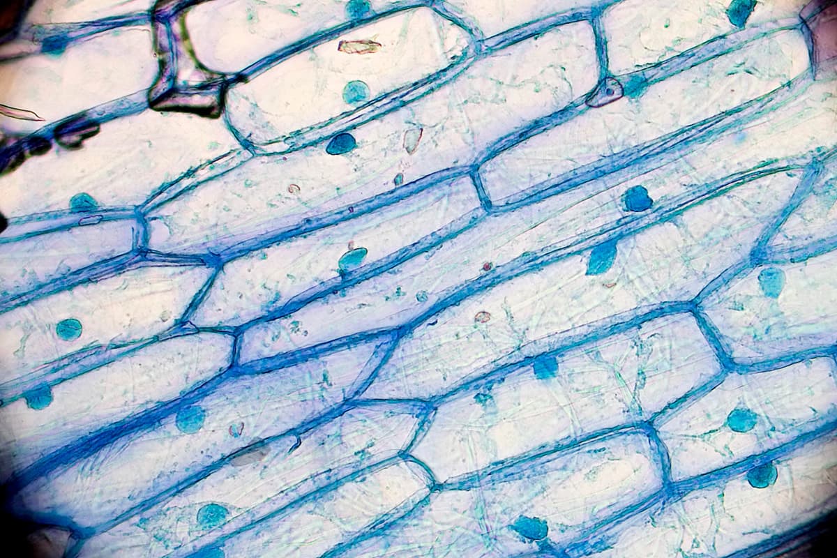 Onion cells under a microscope